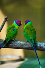 pair of parrots