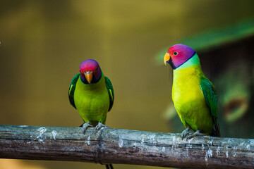 Fototapeta na wymiar pair of parrots