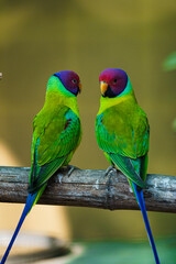 pair of parrots plum headed parakeet