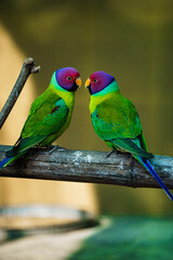 pair of parrots (plum-headed parakeet)