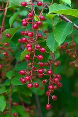 the red berries ripening on a branch