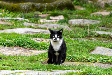 Black and white cat with yellow eyes staring at the camera. Two color cat seated down on the ground looking at the front. Beautiful alley cat roaming around. International Cat day. Animal portrait