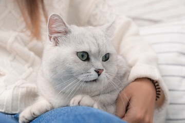Fototapeta na wymiar Adorable white British Shorthair cat with his owner on blurred background, closeup. Cute pet
