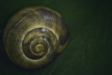 Snail shell - obrazy, fototapety, plakaty