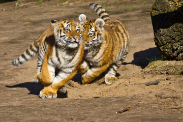 Junge Tiger im Zoo, Tigerbaby, Sibirischer Tiger (Panthera tigris altaica)