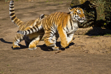 Junge Tiger im Zoo, Tigerbaby, Sibirischer Tiger (Panthera tigris altaica)