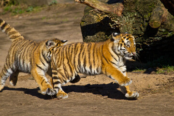 Fototapeta na wymiar Junge Tiger im Zoo, Tigerbaby, Sibirischer Tiger (Panthera tigris altaica)