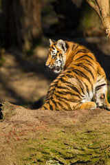 Junge Tiger im Zoo, Tigerbaby, Sibirischer Tiger (Panthera tigris altaica)
