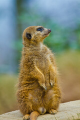 Erdmännchen (Suricata suricatta)