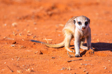Fototapeta premium Junges Erdmännchen (Suricata suricatta) in der Kalahari, Namibia