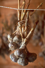 A bunch of garlic hangs from ropes. Drying vegetables for winter storage.