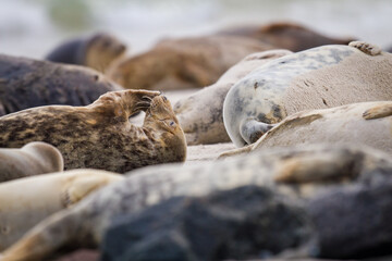 Kegelrobbe (Halichoerus grypus) auf Helgoland, Deutschland