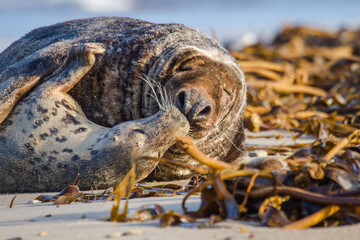 Kegelrobben (Halichoerus grypus) auf Helgoland, Deutschland - Paarung