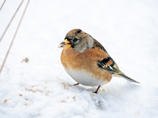 Brambling, Fringilla montifringilla, male in winter plumage eating seeds in snow, Netherlands