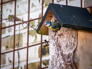 Blue tit, Cyanistes caeruleus, leaving nest box hanging on wall in garden, Netherlands