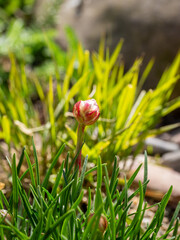Sea pink or sea thrift, Armeria maritima, close up of new bud growing to flower in spring, Netherlands