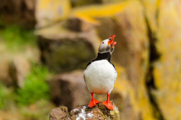 Papageitaucher (Fratercula arctica) in Island