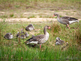 Graylag goose, Anser anser, family, male and female with young goslings, Netherlands