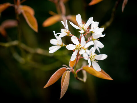 Snowy mespilus or juneberry, Amelanchier lamarkii, reddish brown leaves and white flowers in spring, Netherlands