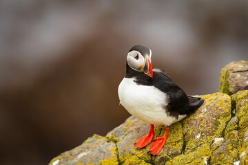 Papageitaucher (Fratercula arctica)