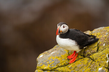 Papageitaucher (Fratercula arctica)