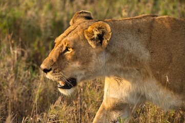 Close up photo of a female lion in the savannah of Serengeti national park, Tanzania