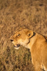 Close up photo of a female lion in the savannah of Serengeti national park, Tanzania