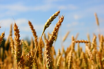 several yellow ears of wheat close up in the field