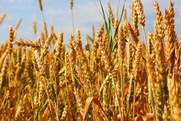several yellow ears of wheat close up in the field