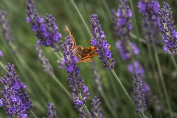 Comma butterfly on flowering lavender in a flowerbed