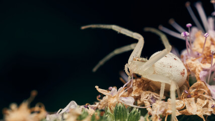 Details of a white spider on some flowers.