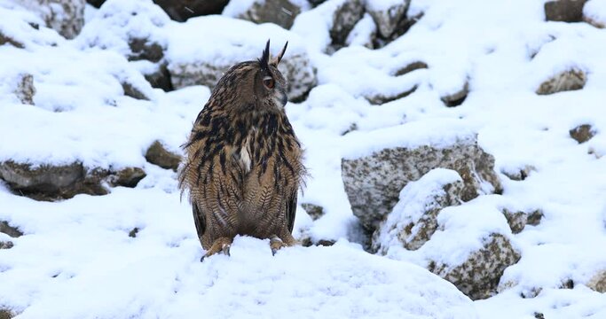 Fluffy owl in winter. Eurasian eagle owl, Bubo bubo, perched on snowy rock. Bird in natural habitat during snowfall and wind. Beautiful owl with orange eyes. Wildlife scene from frosty winter nature.