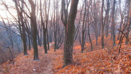 Jesienny las, opadnięte liści - obrazy, fototapety, plakaty