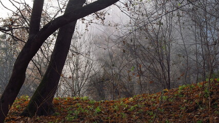 Fragmenty lasu jesienią we mgle
