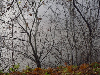 Fragmenty lasu jesienią we mgle