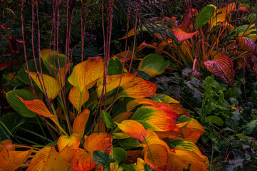 Bright colorful autumn orange, red, yellow, purple green leaves of hosta close-up in a flower garden