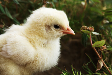 Baby Chick