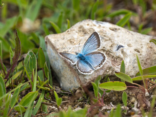 Chalkhill Blue Butterfly Resting on a Stone