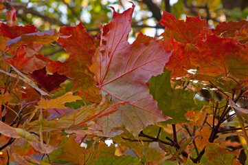 Bright colorful autumn background of yellow, red, orange maple leaves close-up on a sunny day