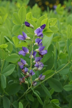 Blue False Indigo, Baptisia Australis