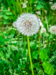 Beautiful white fluffy dandelions, dandelion seeds in sunlight. Natural green spring background, macro, selective focus, close-up