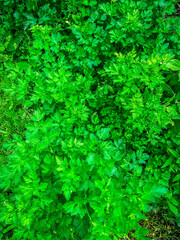 Obraz premium Looking down on the vibrant green leaves of the flat italian parsley plant.