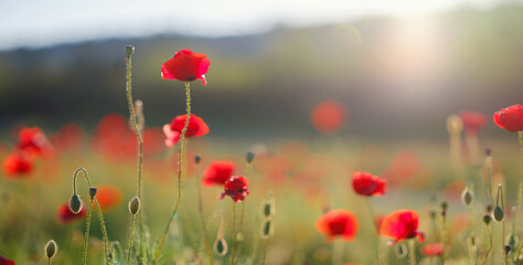 Poppy meadow in the light of the setting sun. Flower on Memorial Day, Memorial Day, Anzac Day in New Zealand, Australia, Canada and the United Kingdom.