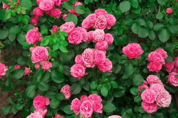 Street flower bed. Home garden. Beautiful pink garden rose outdoors