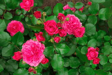 Bushes of a beautiful red rose on flower bed in the park