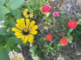 Colorful zinnia flower in garden