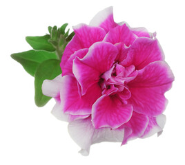 Pink with white border curly petunia flower isolated on white