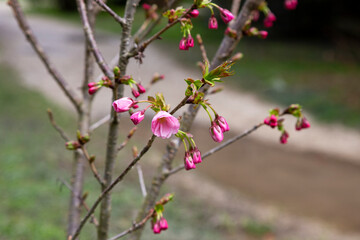 Beautiful flowering Japanese cherry - Sakura. Background with flowers