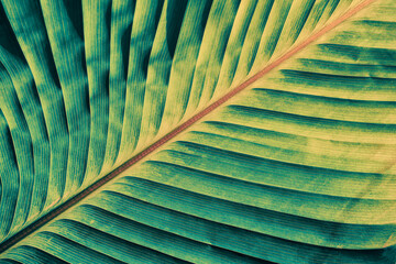 palm leaf texture, toned process