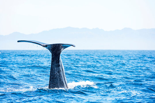 Sperm Whale Tail Fluke in ocean, Kaikoura, South Island, New Zealand